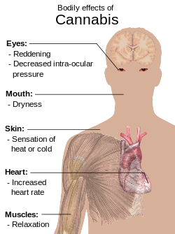250px-Bodily_effects_of_cannabis.svg.png