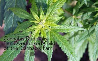 Cannabis-Ruderalis-The-Overlooked-Child-of-the-Cannabis-Family.jpg