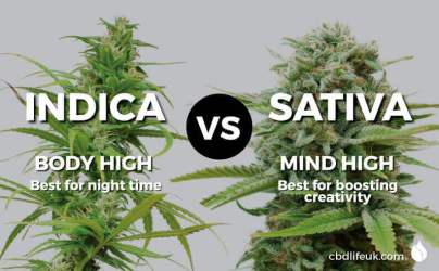 CBDLUK-Blog-Cannabis-Indica-vs-Sativa.jpg