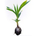 coconut-plant-500x500