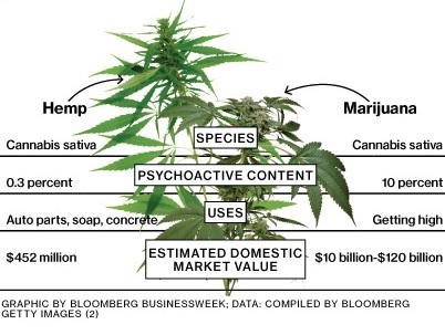 Hemp-vs-Marijuana.jpg